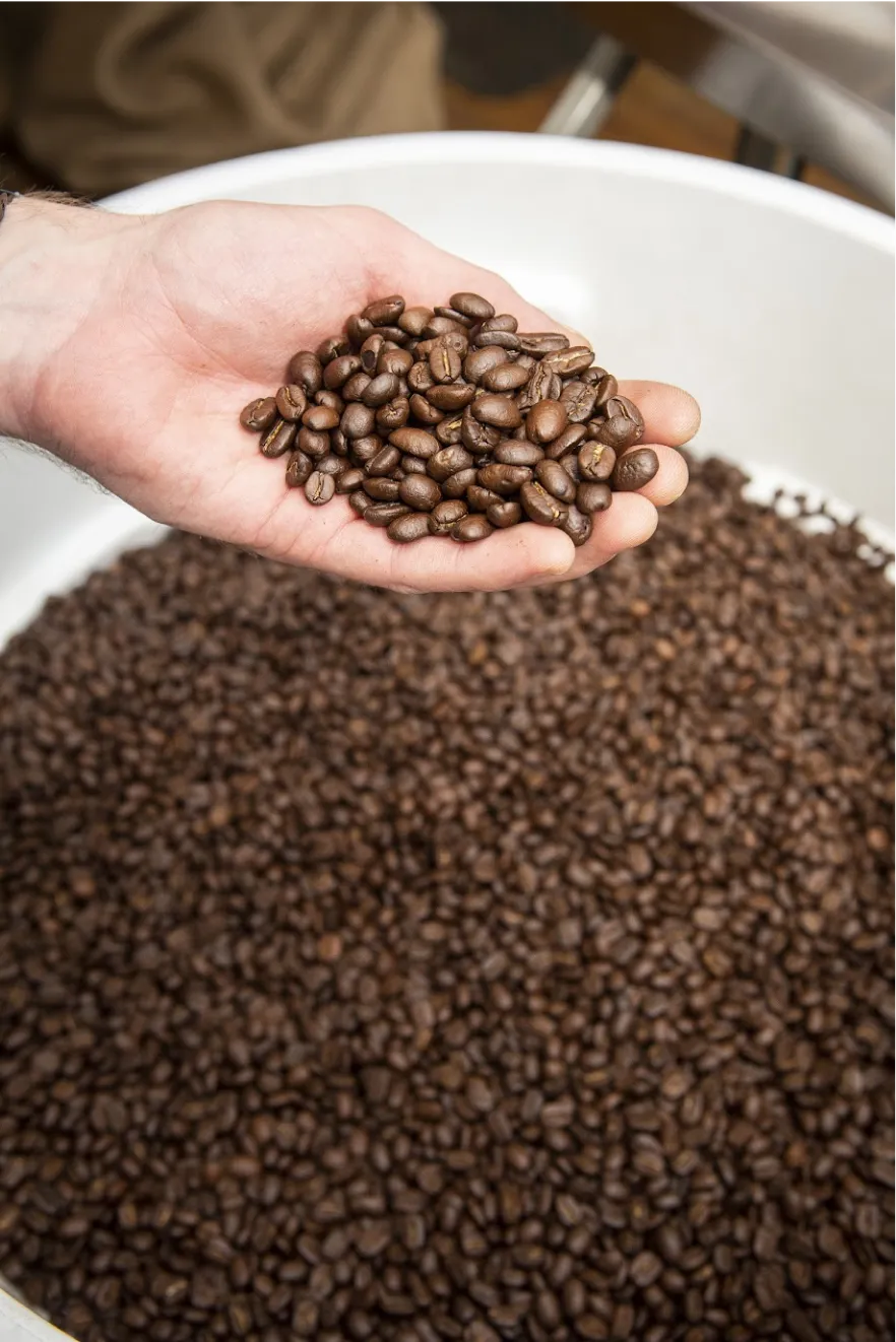 coffee-beans-in-palm-of-hand